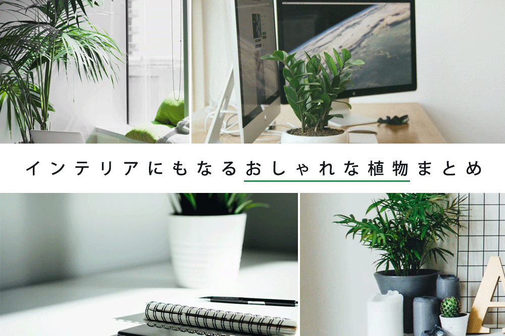 オフィスに1つあるだけで変わる インテリアにもなるおしゃれな植物まとめ 名古屋でオフィスを探すならオフィスバンク